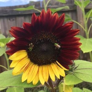 Meet your Posher, Valerie